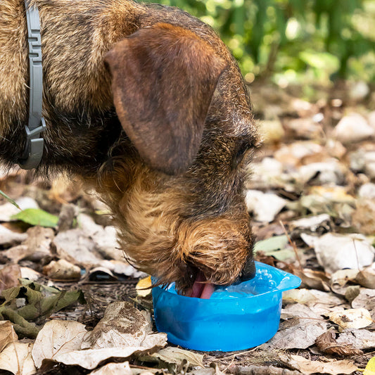 2-in-1 Trink- & Futterflasche für Haustiere – Pettap InnovaGoods